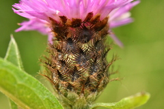 Centaurea decipiens
