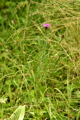 Centaurea decipiens