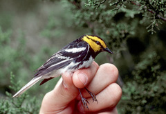 Setophaga chrysoparia