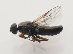 Scenopinus fenestralis