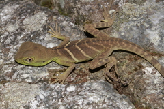 Physignathus cocincinus