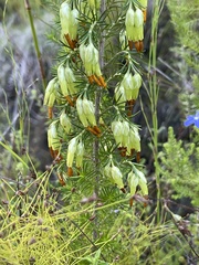 Erica intermedia intermedia