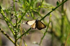 Isturgia limbaria