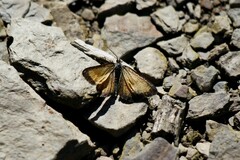 Isturgia limbaria