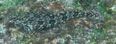 Gobioclinus dendriticus