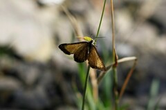 Isturgia limbaria