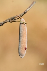 Disynstemon paullinioides