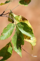 Disynstemon paullinioides