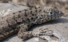 Microlophus barringtonensis