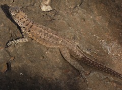 Microlophus barringtonensis