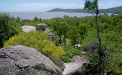 Acacia leptostachya