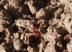 Pogonomyrmex rugosus