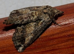 Paectes arcigera