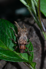 Pterolophia tuberculatrix