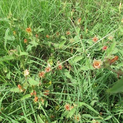 Malvastrum aurantiacum