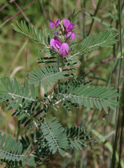 Tephrosia astragaloides