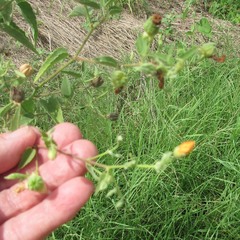 Malvastrum aurantiacum