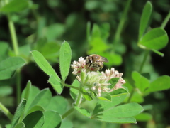 Colletes marginatus