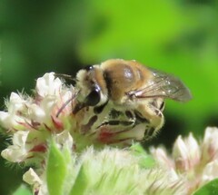 Colletes marginatus