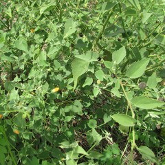 Malvastrum aurantiacum