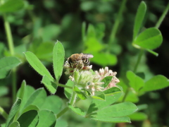 Colletes marginatus