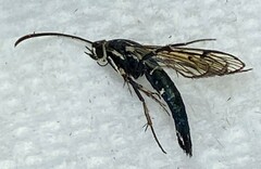 Synanthedon pictipes