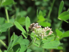 Colletes marginatus