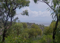 Eucalyptus drepanophylla
