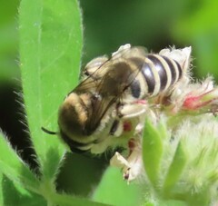 Colletes marginatus