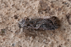 Spodoptera littoralis