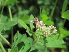 Colletes marginatus