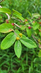 Lonicera morrowii