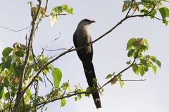 Phaenicophaeus tristis