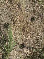 Thomomys talpoides