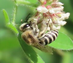 Colletes marginatus