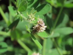 Colletes marginatus