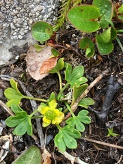 Ranunculus pygmaeus