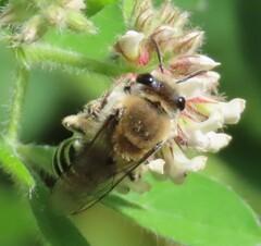 Colletes marginatus