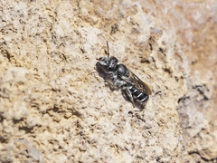 Osmia submicans
