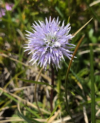 Globularia cordifolia