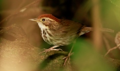 Pellorneum ruficeps
