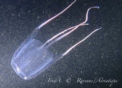 Carybdea marsupialis