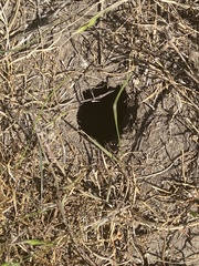 Thomomys talpoides