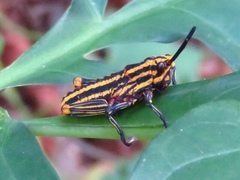 Dictyophorus