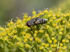 Miltogramma aurifrons