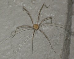 Trachyrhinus rectipalpus