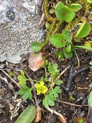 Ranunculus pygmaeus