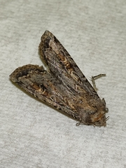 Noctuinae