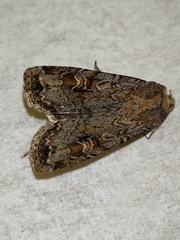 Noctuinae