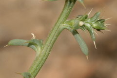 Salsola kali kali